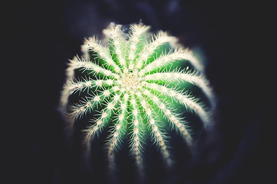 Cactus Photograph by Javier Canale