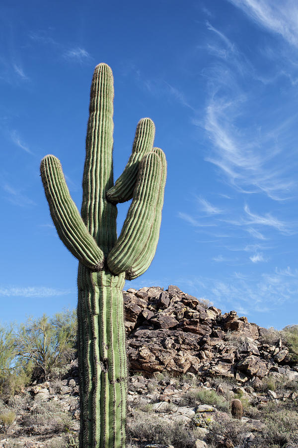 Cactus Photograph by Jgareri Cactus Photograph by Jgareri