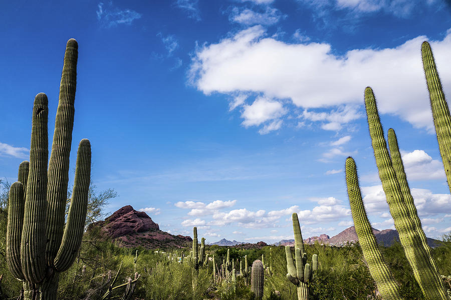 Landscape Photograph - Cactus Landscape Under Blue Sky by Bill Carson Photography
