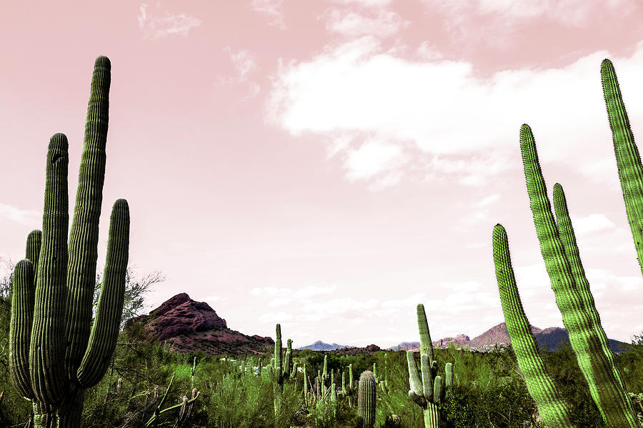 Landscape Photograph - Cactus Landscape Under Pink Sky by Bill Carson Photography