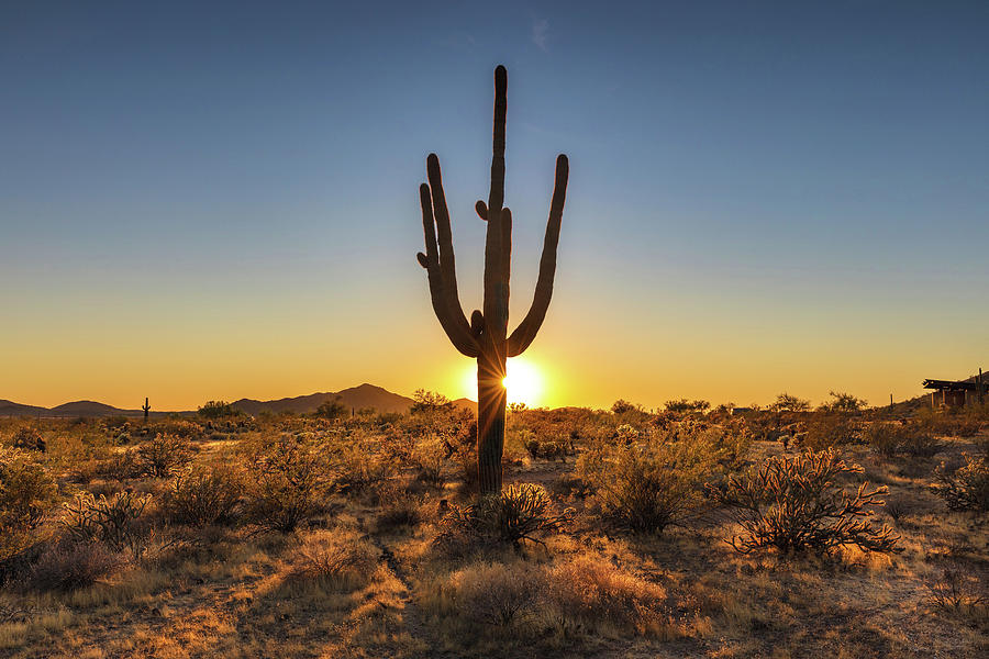 Cactus Light Photograph by Mike Centioli