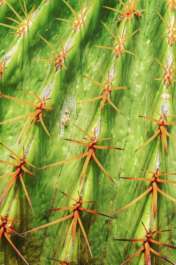 Cactus Lines And Spines Photograph by Gary Slawsky