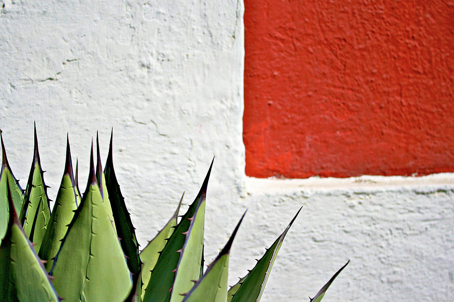 Cactus Photograph by Mario A. De Leo Winkler (accrama)