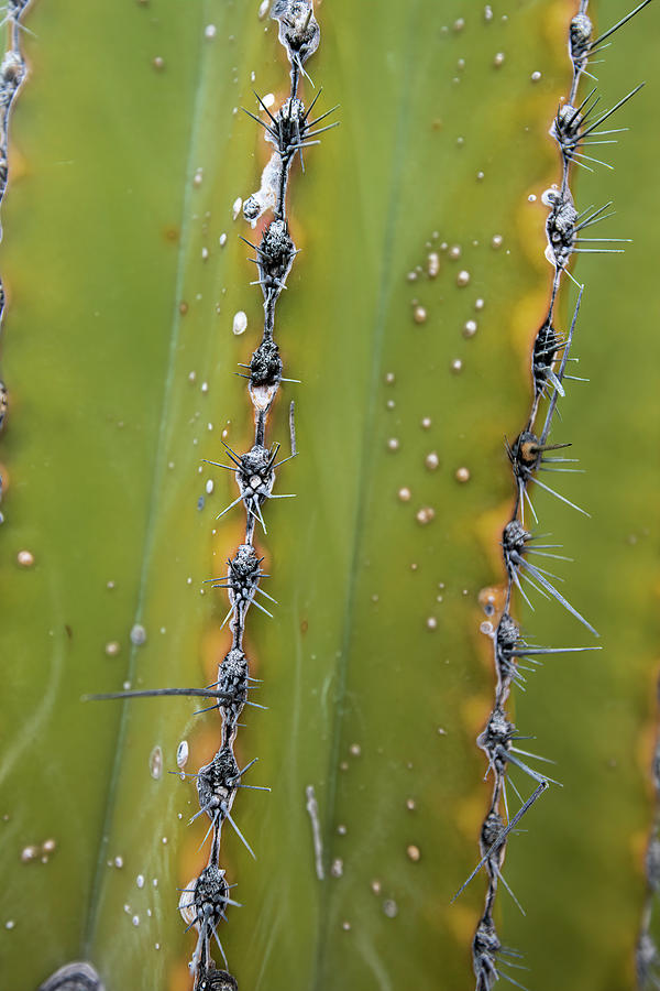 Cactus Photograph by Mark Harrington