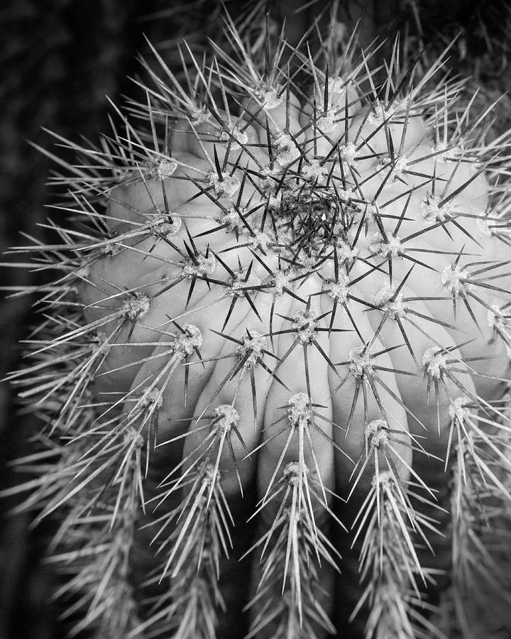 Cactus Monochrome Photograph by Lynn Davis