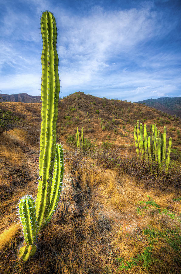 Cactus Mountain Photograph by Alejandro Tejada