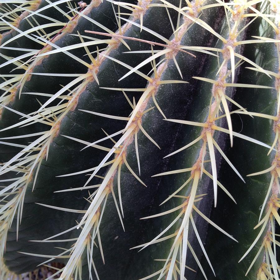 Cactus Photograph by Nathan Blaney