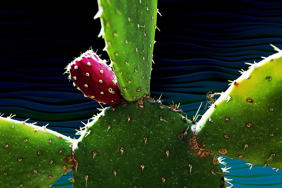 Cactus Needs a Hug by Debi Dalio Cactus Needs a Hug by Debi Dalio