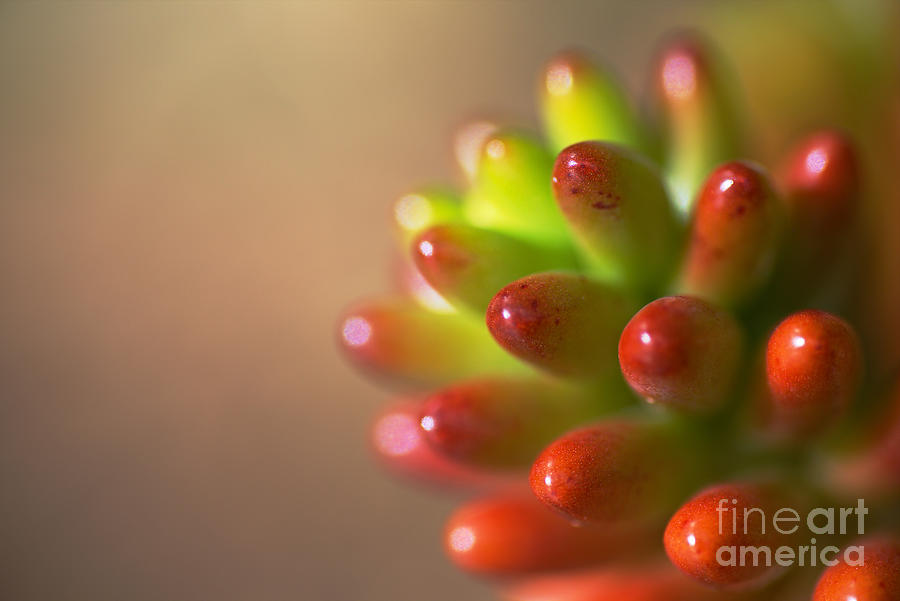 Cactus Of Red and Green Photograph by Joy Watson