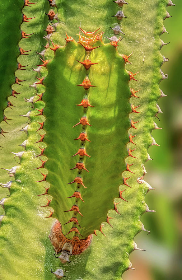 Cactus On Cactus by Gary Slawsky Cactus On Cactus by Gary Slawsky