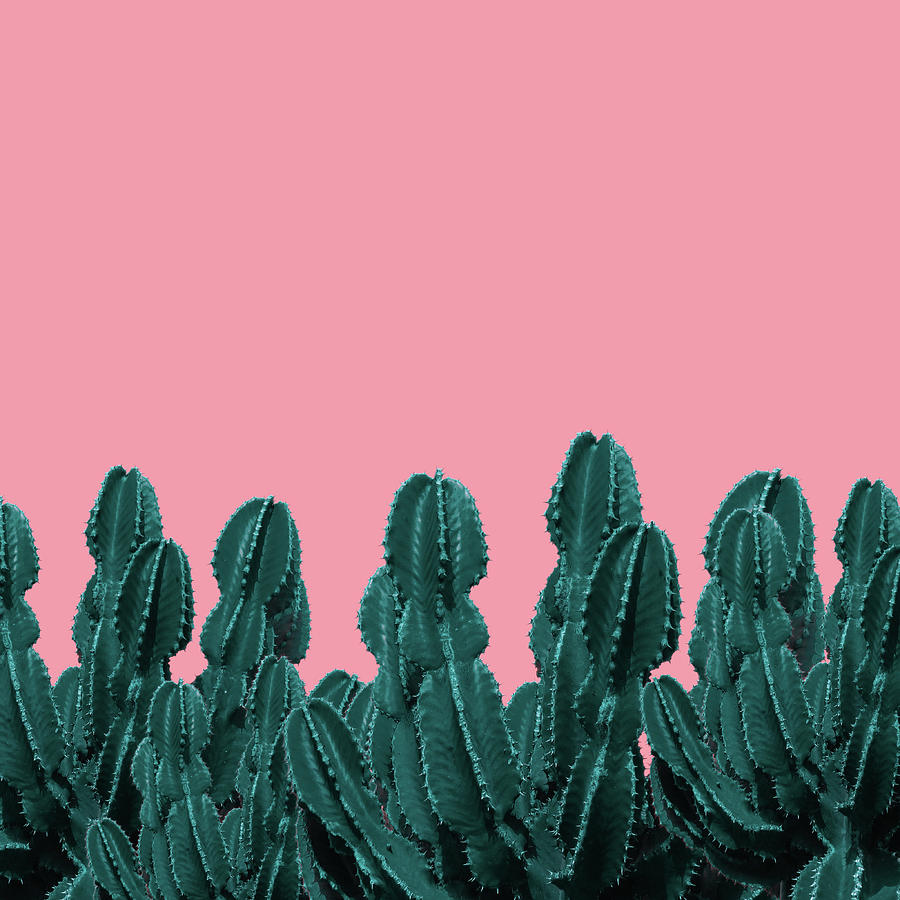 Cactus On Pink Background Photograph by Staff Nomax