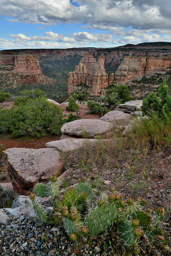 Cactus on Rim at Colorado National Monument Photograph by Ray Mathis