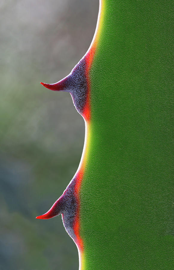 Needle Photograph - Cactus by Patricia Fenn Gallery