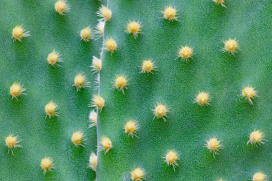 Cactus Photograph by Peter Krenek