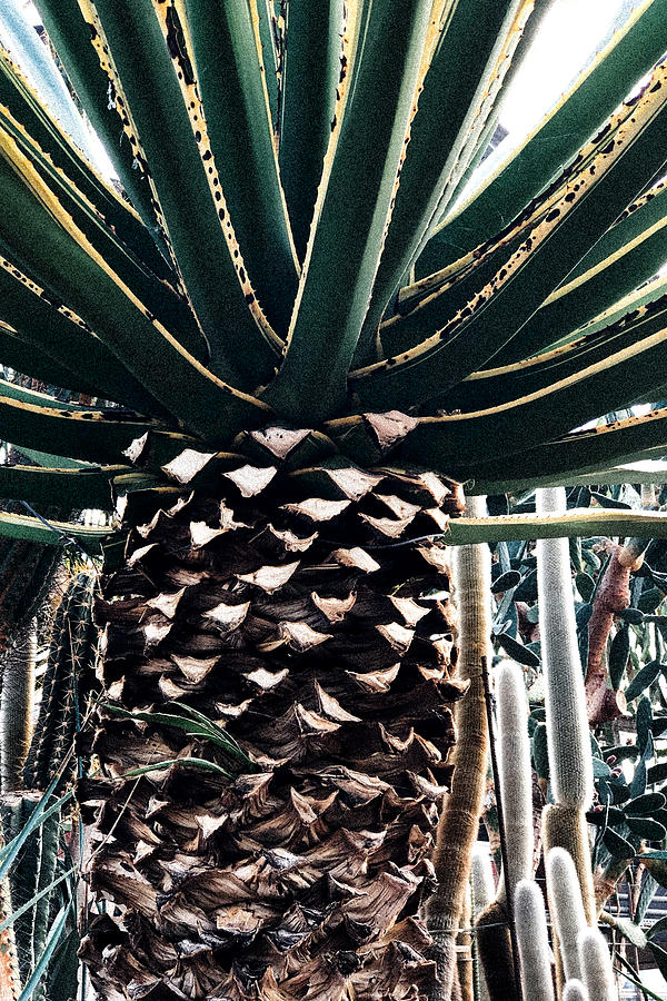 Cactus Plant Photograph by Uplusmestudio