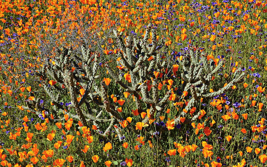 Cactus Poppies And Bluebells Photograph