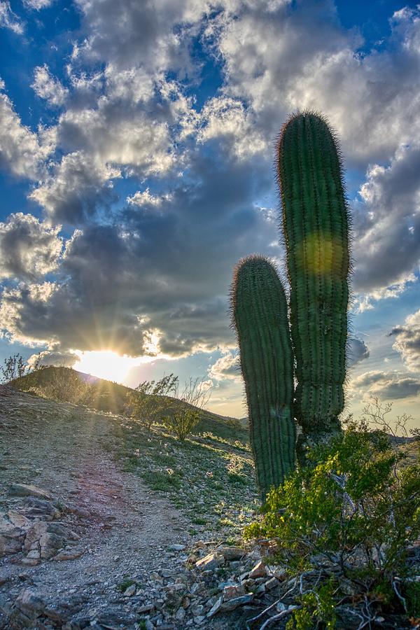 Cactus Portrait  Photograph by Anthony Giammarino