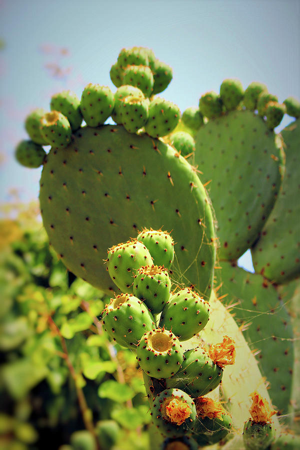 Cacti Portrait Photograph by Loretta S