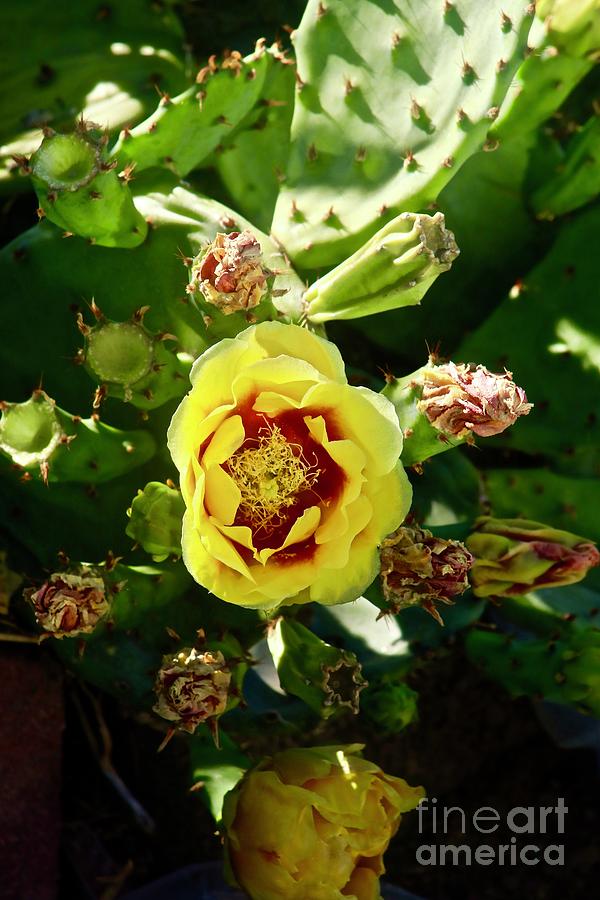 Cactus Rose Photograph by Craig Wood