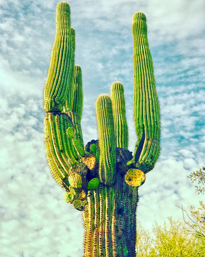 Cactus Shot Photograph by Anthony Giammarino