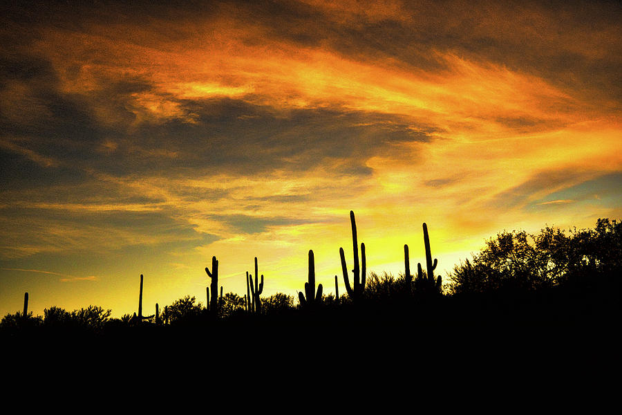 Cactus Silhouettes  Photograph by Chance Kafka
