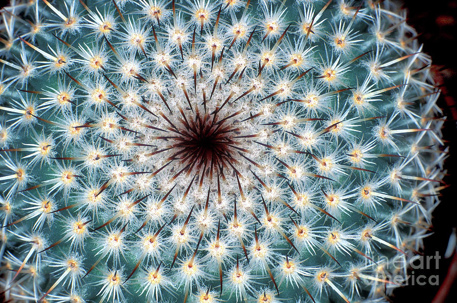 Cactus Spines Photograph by Dr Keith Wheeler/science Photo Library