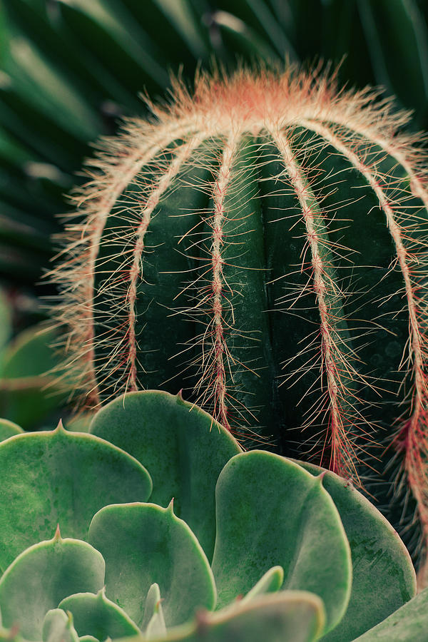 Cactus Study 1 Photograph