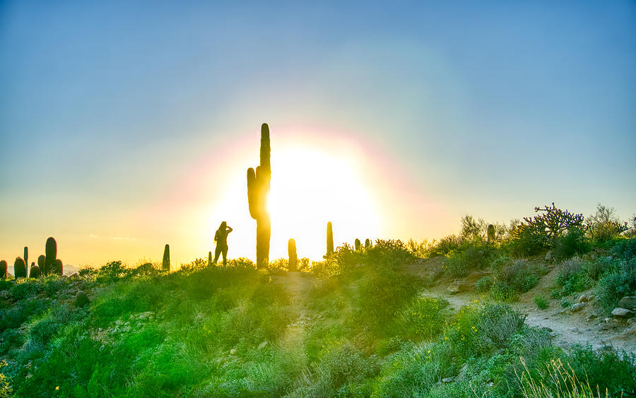 Cactus Sunset Photograph by Anthony Giammarino