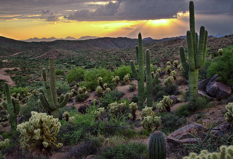 Cactus Sunset Photograph by Dave Dilli
