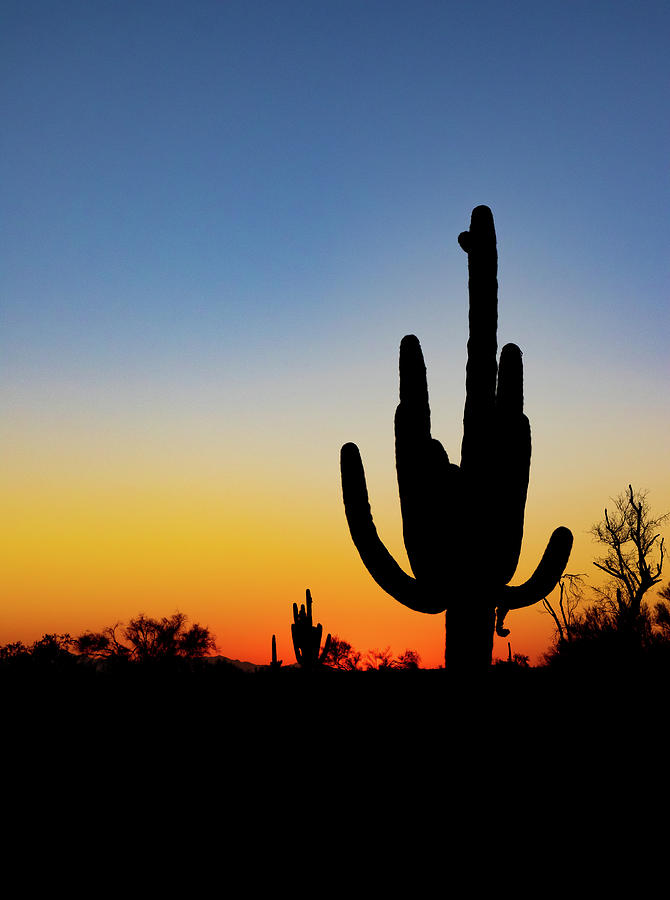Cactus Sunset Photograph by Mindy Musick King