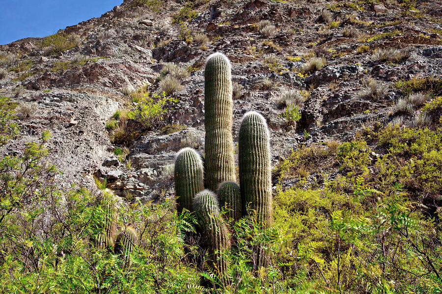 Cactus Tree Digital Art by Photolatino