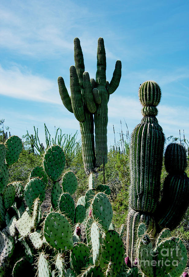 Cactus Twins have Company Photograph by Mae Wertz - Fine Art America