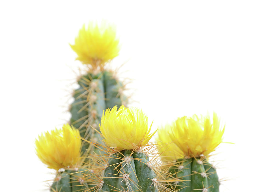 Cactus With Yellow Blossom On White Photograph by Knaupe