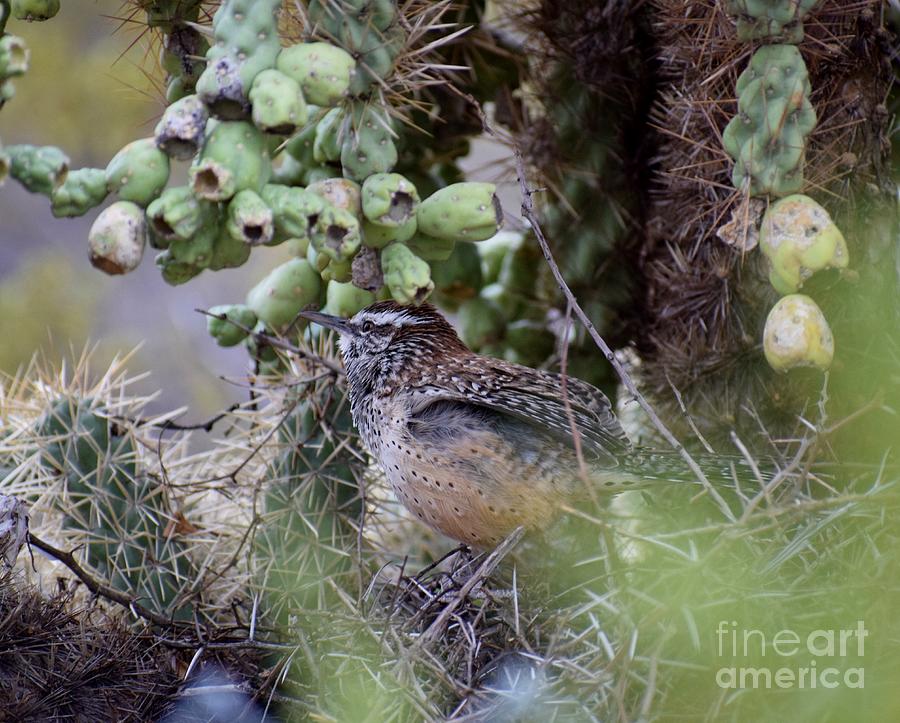Bird Photograph - Cactus Wren Deep In Thought by Janet Marie