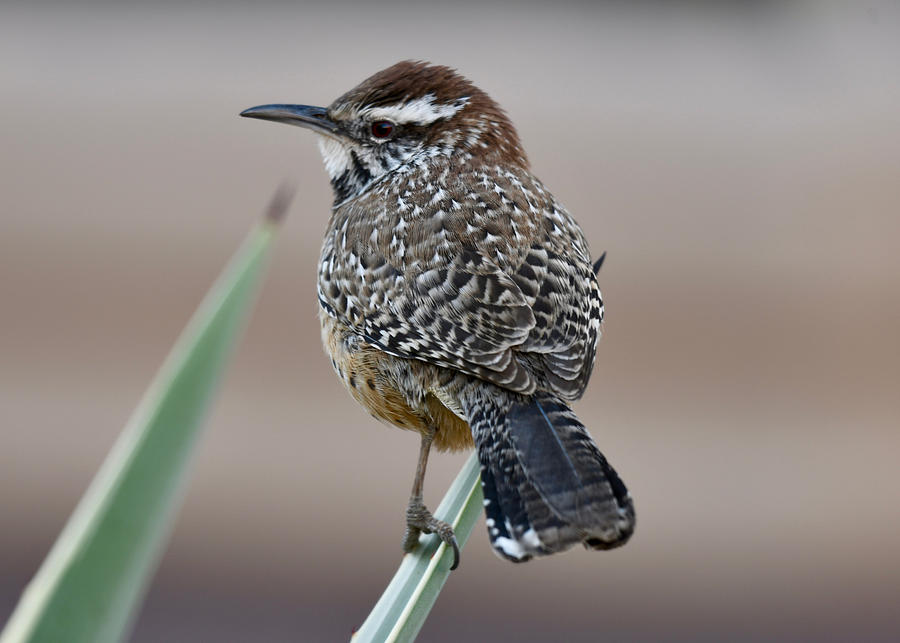 Cactus Wren Photograph by Sonja Jones