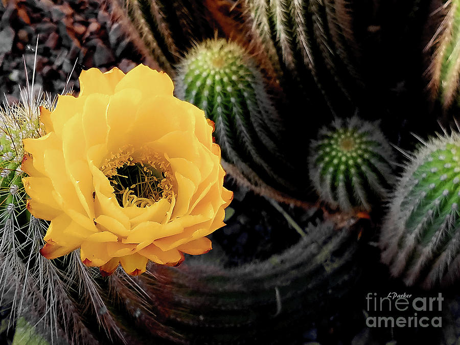 Cactus Yellow Photograph by Linda Parker