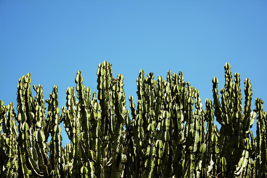 Cactuses Against Blue Sky Photograph by Johner Images Cactuses Against Blue Sky Photograph by Johner Images