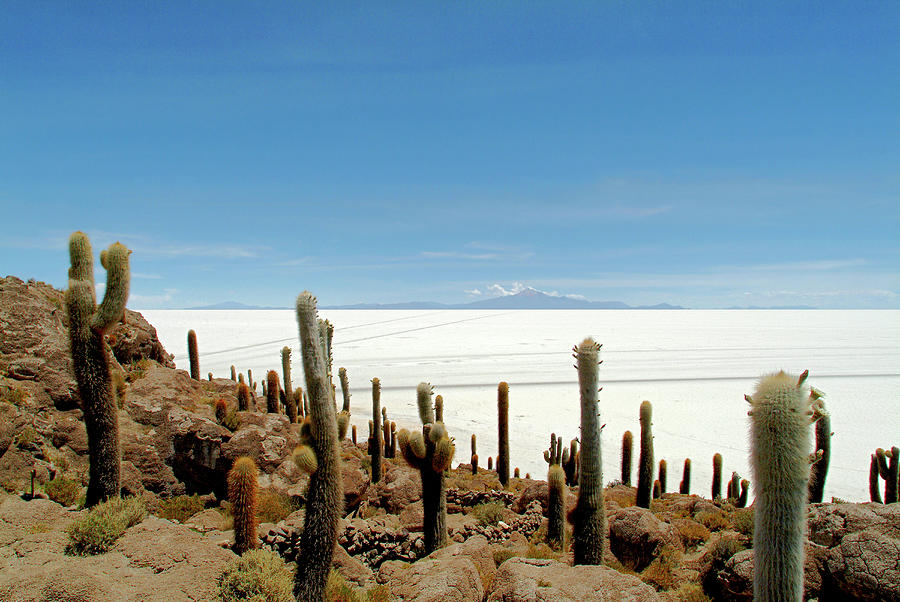 Cactuses, Cacti On Isla De Los Pescadores, Salt Lake Salar De Uyuni 