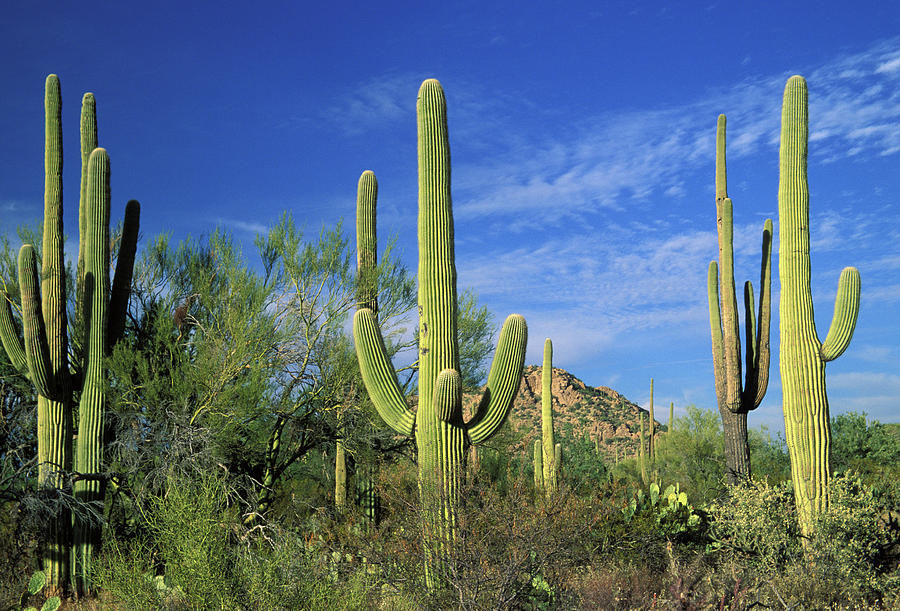 Cactuses In Saguaro National Park Photograph by Yenwen
