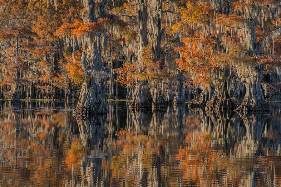 Caddo Lake 4 Photograph by Jenny J Rao - Fine Art America