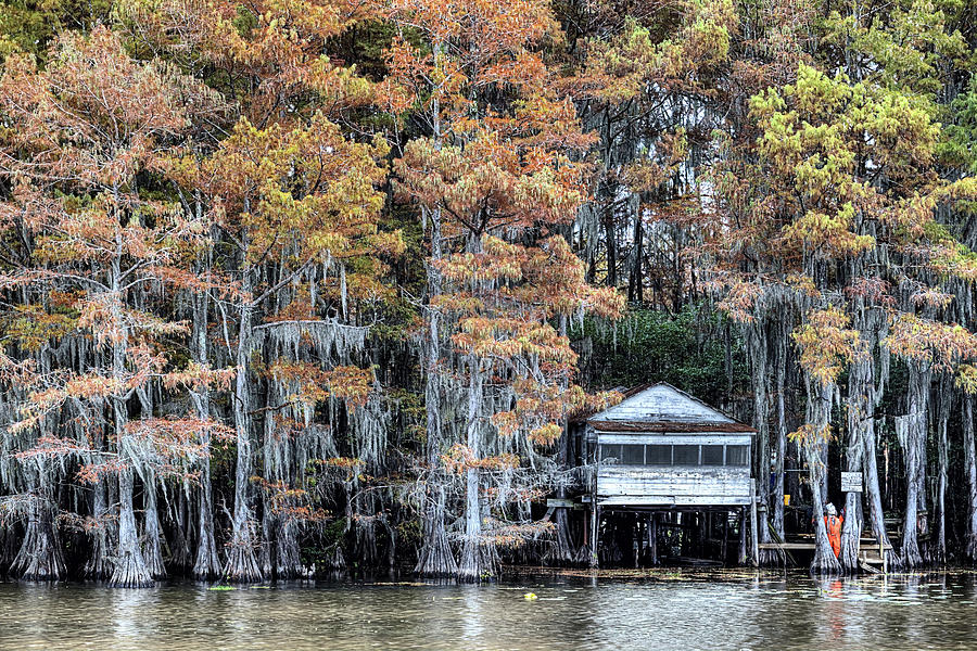 Caddo Lake Photograph by JC Findley