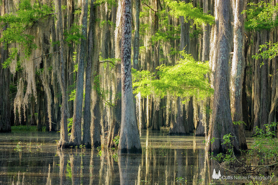 Caddo Swamp 1 by David Cutts Caddo Swamp 1 by David Cutts