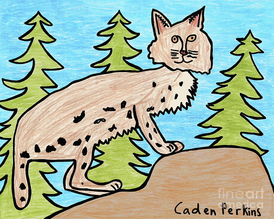 Cadens Bobcat Drawing by Amy E Fraser
