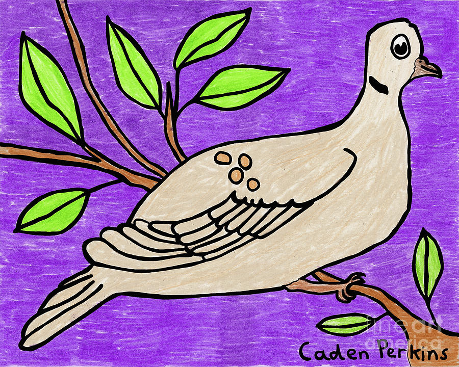 Cadens Mourning Dove Drawing by Amy E Fraser