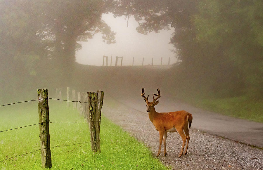 Cades Cove Buck on a Foggy Morning Photograph by Marcy Wielfaert