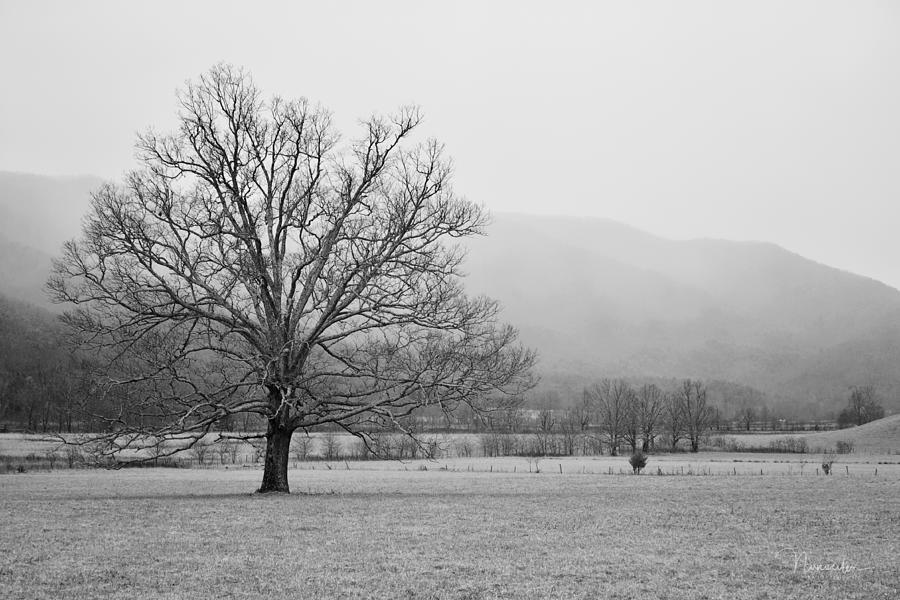 Cades Cove 1 Photograph by Nunweiler Photography
