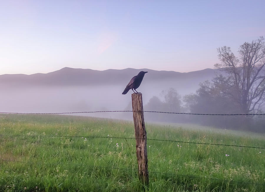 Cades Cove Perched Crow by Dan Sproul Cades Cove Perched Crow by Dan Sproul