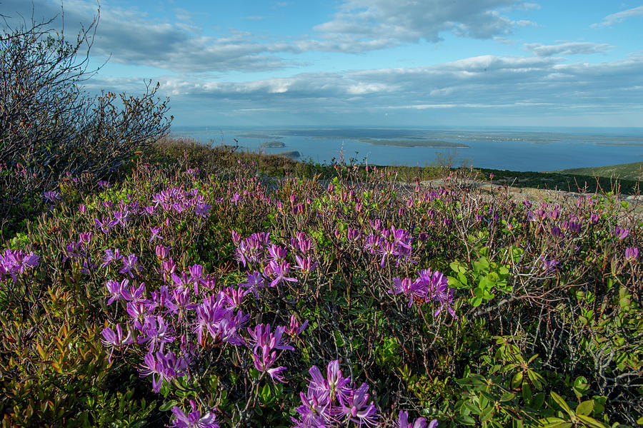 Cadillac Mountain in Spring Photograph by Gerald Janauer - Fine Art America