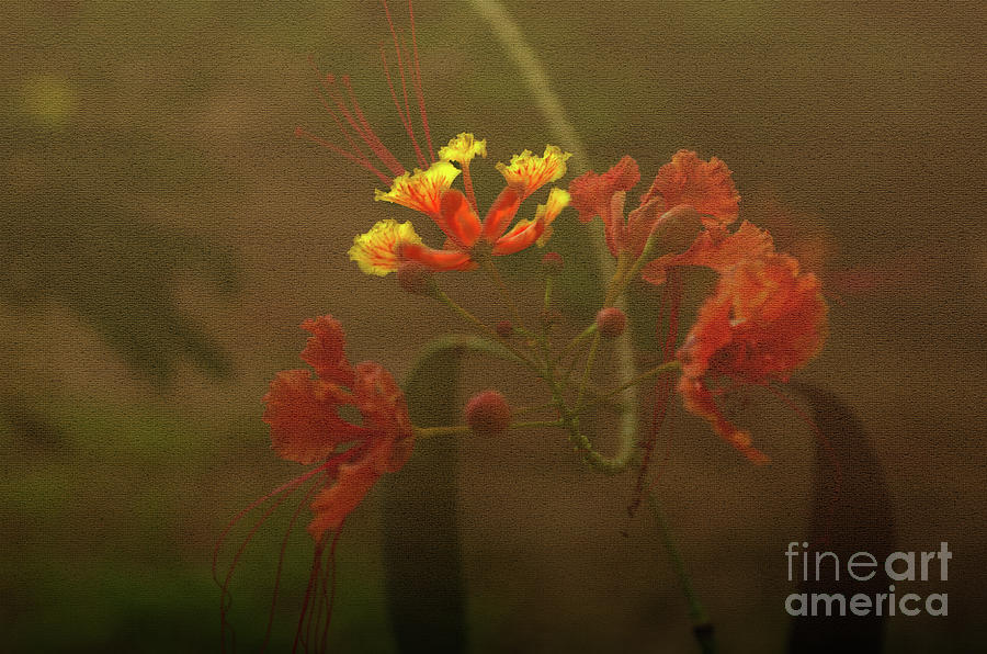 Caesalpinia pulcherrima with texture Photograph by Michelle Meenawong