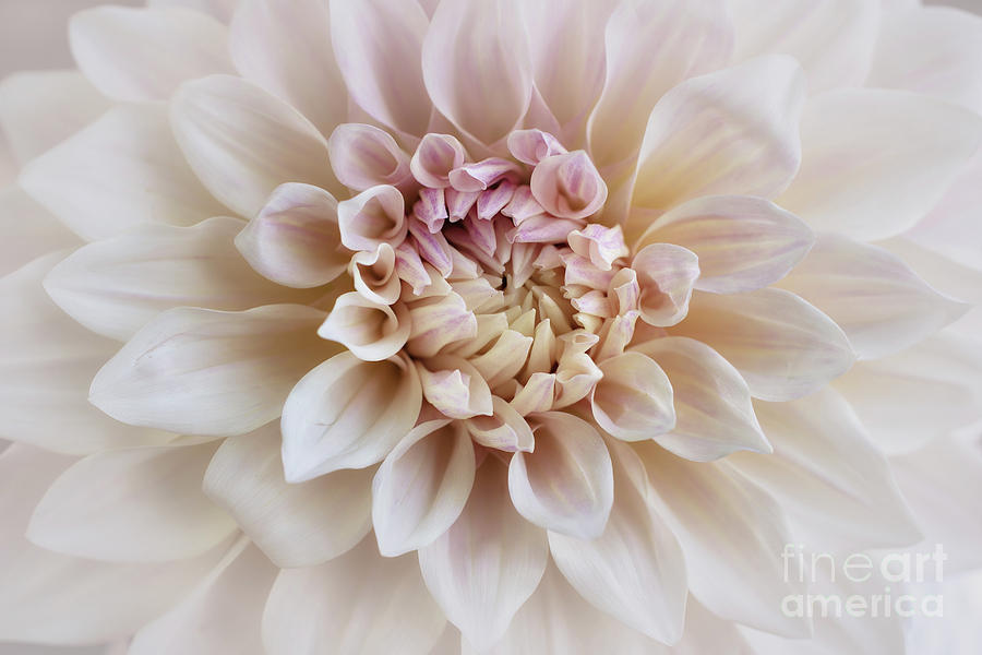 Cafe Au Lait Dahlia Photograph by Karen Leigh